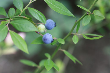 蓝莓 蓝色浆果