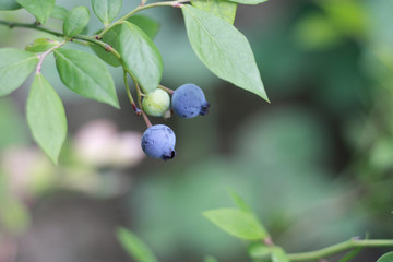 蓝莓 蓝色浆果