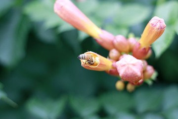 凌霄花 牵牛花