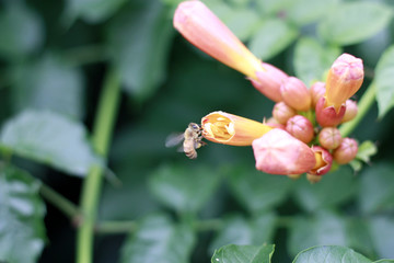 凌霄花 牵牛花