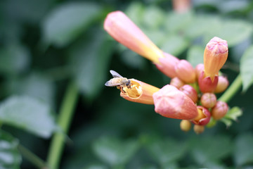 凌霄花 牵牛花