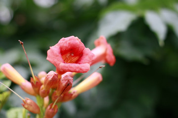 凌霄花 牵牛花