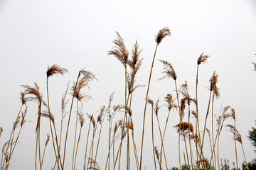 湿地 芦苇 芦花 户外 自然