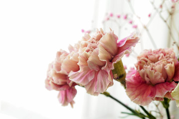 鲜花摄影 花卉写真 康乃馨