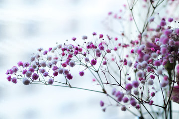 圆锥石头花 花卉