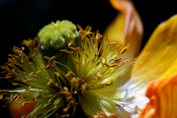 花芯 花卉