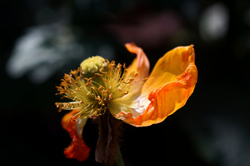 花芯 花卉