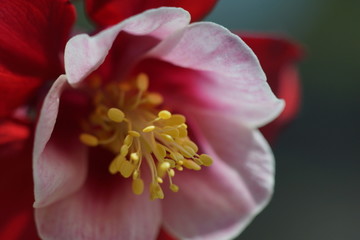 花芯 花朵微距