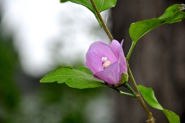 木槿花