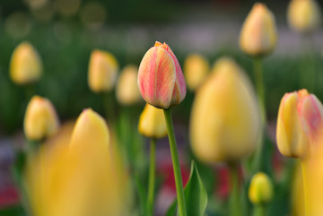 郁金香花圃