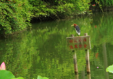 池鹭