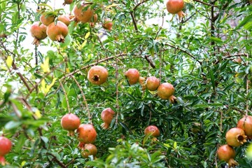 石榴 果实 石榴树