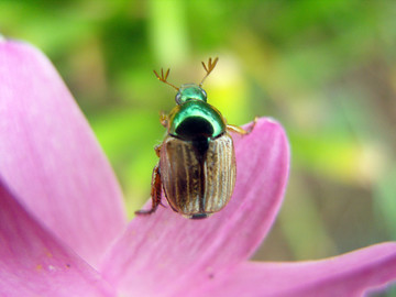 花甲虫