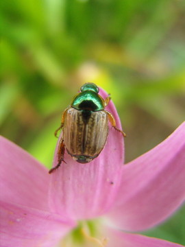 花甲虫