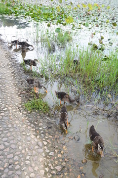 池塘边觅食的鸭子