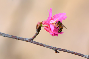 采蜜的小蜜蜂