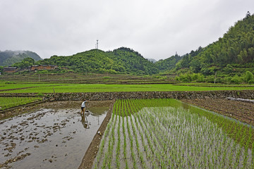 稻田