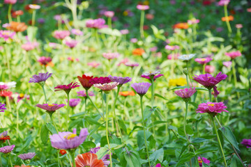 阳光下的花朵