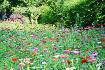 百日菊花丛