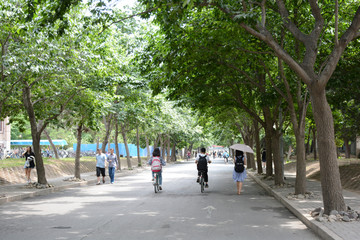 清华大学校道