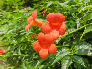 凌霄花素材