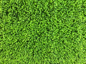 绿色背景墙 仿真植物
