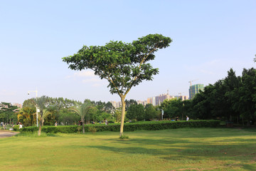 城市花园草坪