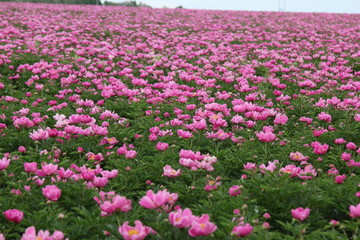 花海 芍药 红芍药花 蓓蕾 药