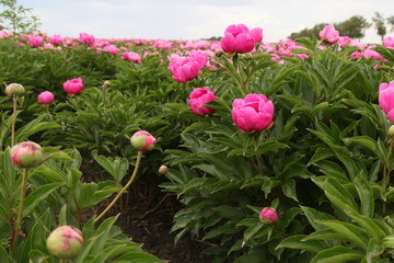 花海 芍药 红芍药花 蓓蕾 药