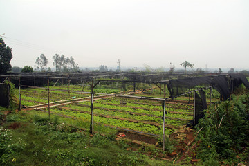 蔬菜基地 蔬菜