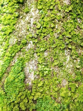 青苔苔藓纹