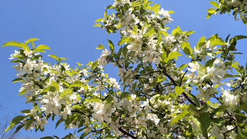 果树白色花