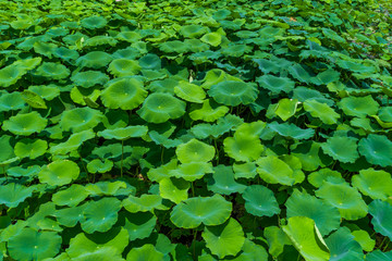 莲藕种植基地