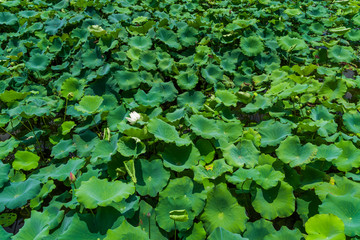 莲藕种植基地