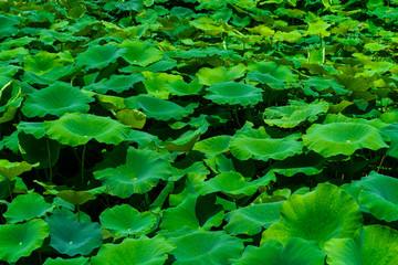 莲藕种植基地