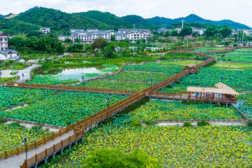 莲藕种植基地