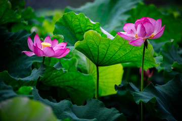 阳山古村六月花