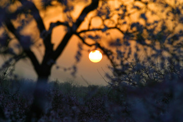 桃花 夕阳