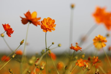 盛开的格桑花