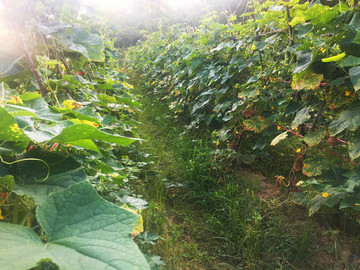 蔬菜基地 丝瓜种植 瓜棚