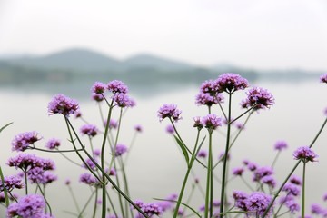 东湖绿道风景