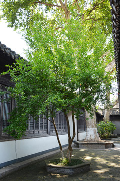 庭院石榴树