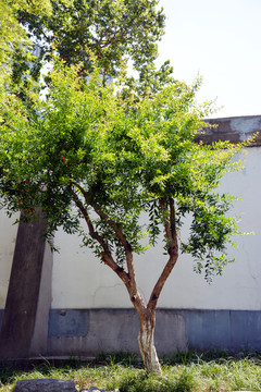 庭院石榴树
