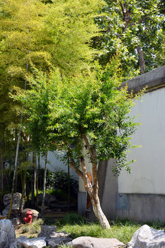 宅院石榴树
