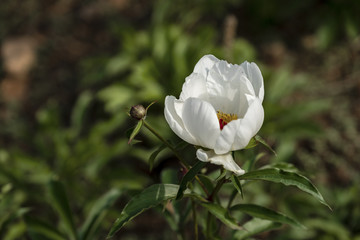 芍药花