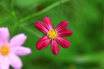 格桑花高清特写