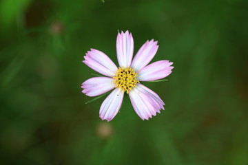 格桑花高清特写