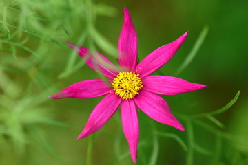 格桑花高清特写