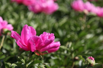 花海 芍药 红芍药花 蓓蕾 药