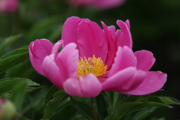 花海 芍药 红芍药花 蓓蕾 药